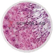 Prepared Microscope Slide - Rat (Rattus norvegicus) Testis for ...