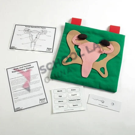 Female Reproductive Display