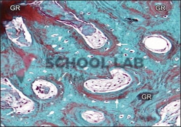 Prepared Microscope Slide Set - Histology - Set of 24 Slides