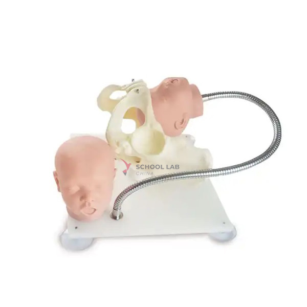 Female Pelvis with Fetal Head Model