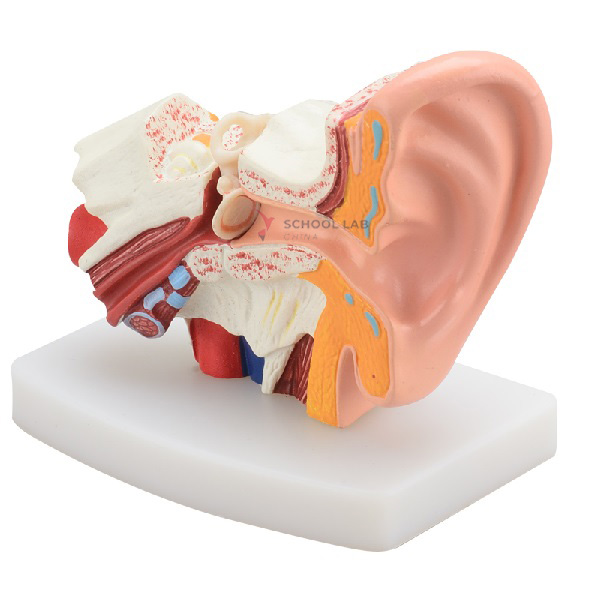 Mini Ear Model