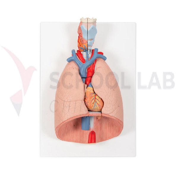 Human Thoracic Organs Model