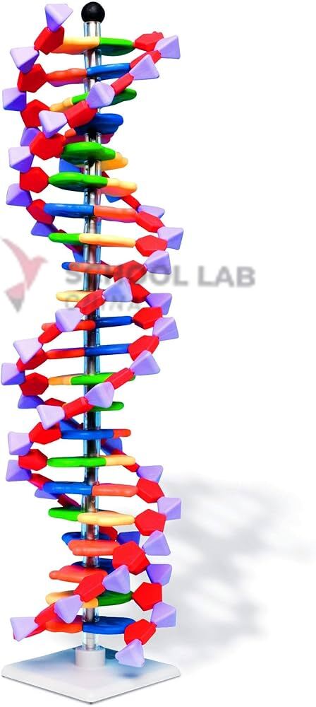 Mini DNA Molecular Model Kit - 22-Layer Double Helix