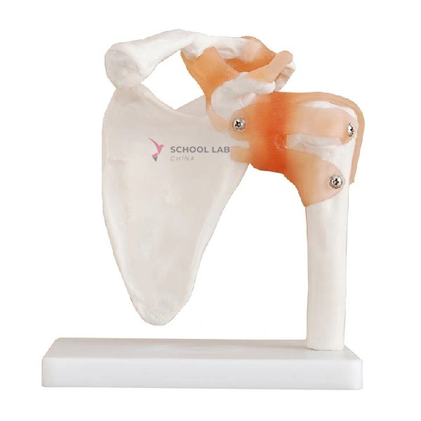 Shoulder Joint Model With Ligament