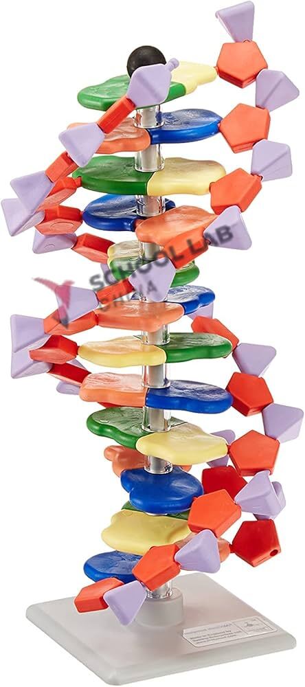 Mini DNA Molecular Model Kit - 12-Layer Double Helix