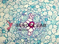 Prepared Microscope Slide - Buttercup (Ranunculus) Young Root T.S.