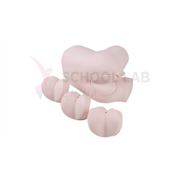 Advanced Digital Rectal Examination Training Model