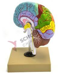 Functions of the Brain Model