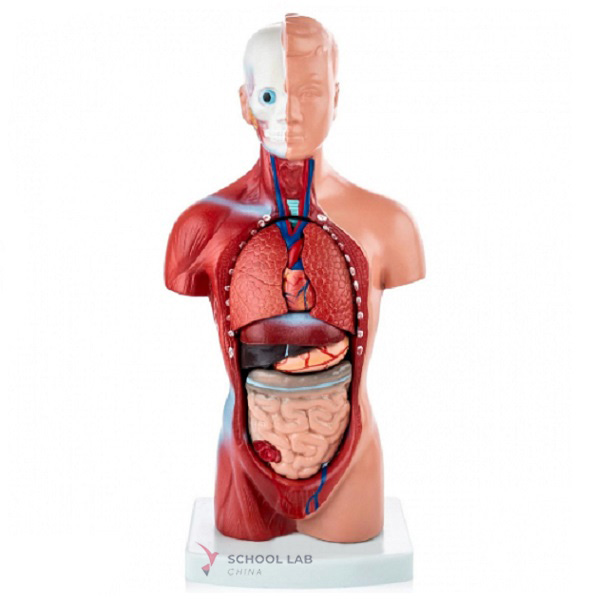 26cm Torso Model