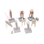 Human Tooth set