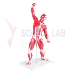 Mini Human Muscular Model