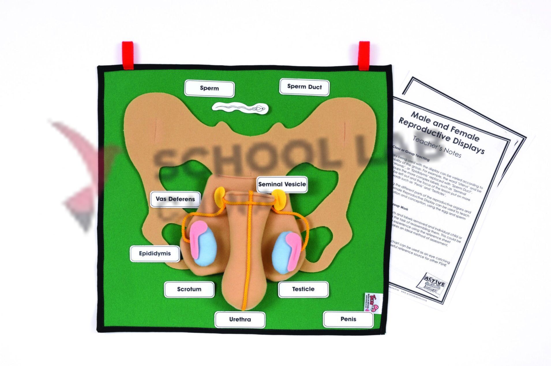 Male Reproductive Display