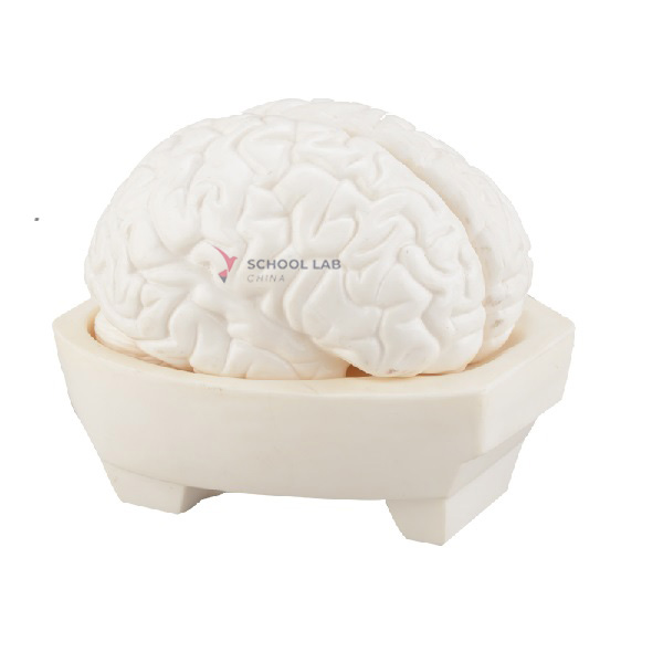 Brain Model