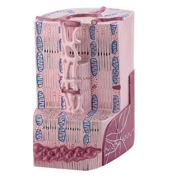 Myocardial Ultrastructure Model