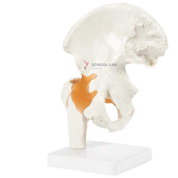 Human Hip Joint Model