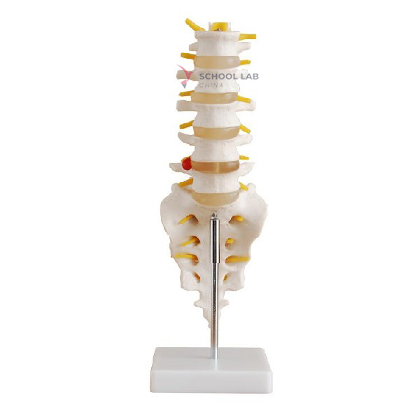 Life Size Lumbar with Sacral and Coccyx