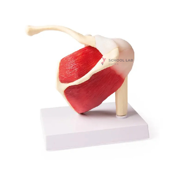 Life Size Shoulder Joint with Muscle