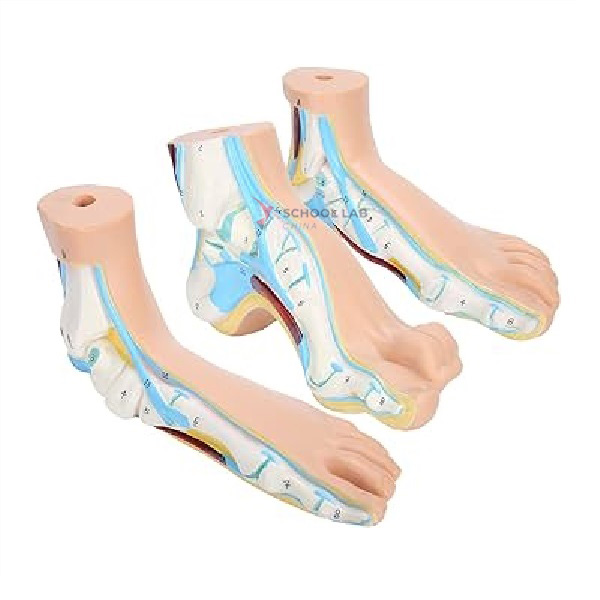 Normal, Flat, Arching Foot Model