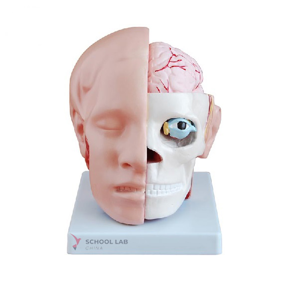 Head Model with Arteries and Brain