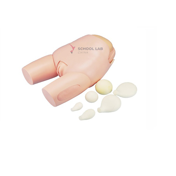 Fundus of Uterus Examination and Evaluation Model